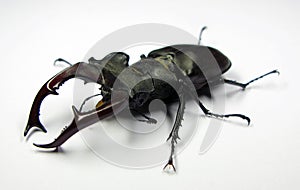 Giant stag beetle Lucanus cervus isolated. Collection beetle. Lucanidae. Entomology.