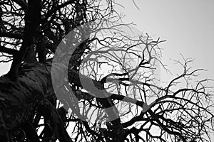 Giant Stark Tree in Black and White photo