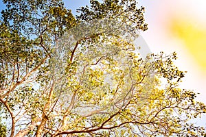 Giant stem of pterocarpus indicus tree against sun