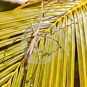 Giant Stick Insect in Zanzibar