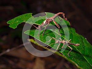 Giant Stick insects of Borneo photo