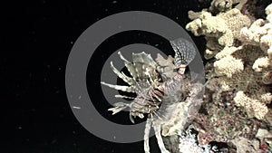 Giant striped poisonous fish Common lionfish Pterois volitans in Red sea.