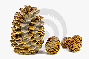 Giant sugar pine cone left and giant sequoia cones isolated on the white background.