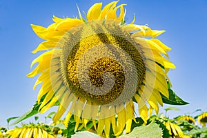 Giant Sunflower - 2