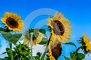 Giant Sunflower Background