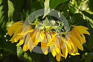 Giant Sunflower Bent Over With Weight Of Flowerhead