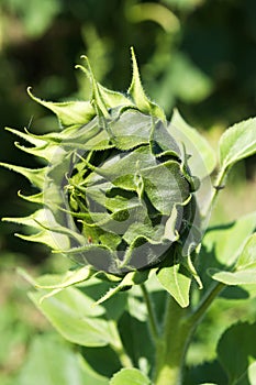 Giant Sunflower Budding