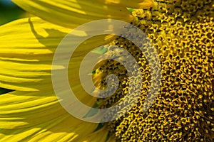 Giant Sunflower Close-up