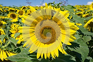 Giant Sunflower in a Field