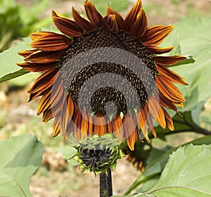 Giant sunflower Helianthus annuus Royal Velvet photo