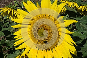 Giant Sunflowers - 4