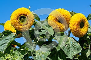 Giant sunflowers, blooming filled sunflower  - Helianthus decpetalus - in garden on sunny summer day.