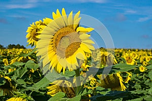 Giant Sunflowers in a Field