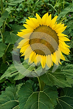 Giant Sunflowers, Helianthus giganteus