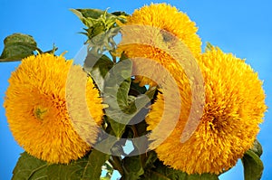 Giant Sungold Hybrid Sunflowers