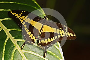Giant Swallow Tail, Papilio thoas nealces, beautiful butterfly from Mexico. Butterfly sitting on the leaves. Butterfly from