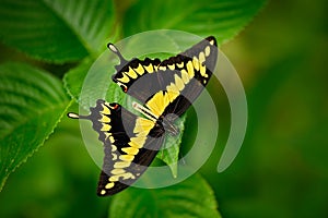 Giant Swallow Tail, Papilio thoas nealces, beautiful butterfly from Mexico. Butterfly sitting on the leaves. Butterfly from Mexico