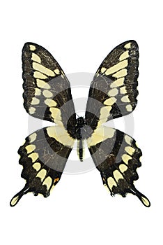 Giant Swallowtail