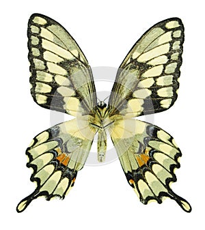 Giant Swallowtail