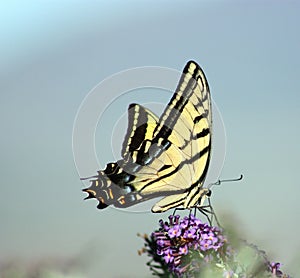 Giant swallowtail