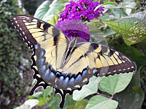 Giant Swallowtail