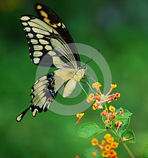 Giant Swallowtail Butterfly