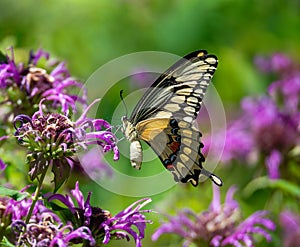 Giant swallowtail butterfly on Bee Balm flowers