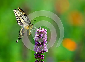 Giant swallowtail butterfly on Gayfeather flower photo