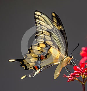 Giant Swallowtail Butterfly on Jatropha Flower, Seminole, Florida