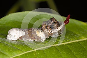 A Giant Swallowtail butterfly larva (Papilio cresphontes) mimics both a bird dropping and a snake to avoid predation