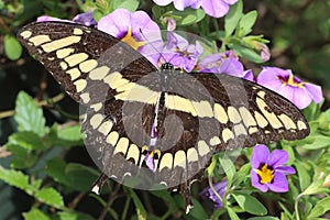 Giant Swallowtail Butterfly Papilio cresphontes