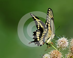 Giant Swallowtail butterfly (Papilio cresphontes)