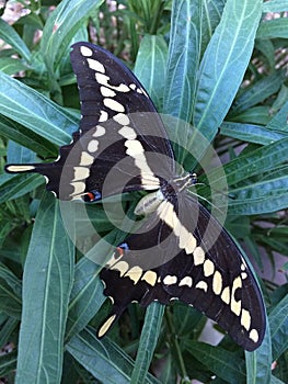 Giant Swallowtail Butterfly Papilio cresphontes