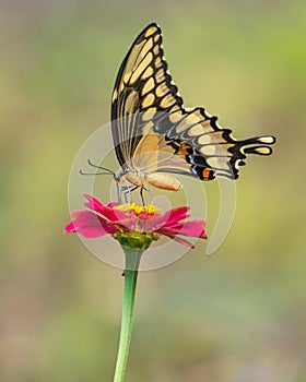 Giant Swallowtail Butterfly perched on Red Zinnia