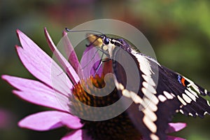 Giant Swallowtail Butterfly on Pink Coneflower