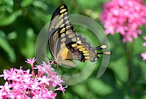 Giant Swallowtail Butterfly on Pink Flowers