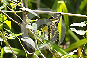 A Giant Swallowtail Butterfly on a Plant.