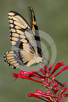 Giant Swallowtail butterfly on red flower