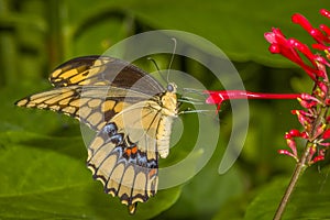 Giant Swallowtail butterfly on red flower