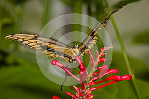 Giant Swallowtail butterfly on red flower