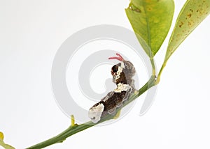 Giant Swallowtail Caterpillar