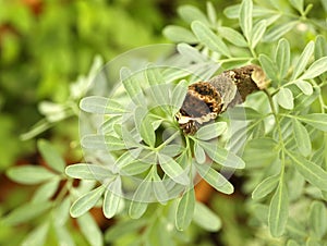 Giant Swallowtail Caterpillar eating leaves of the Rue plant