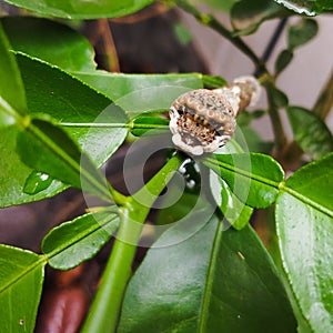 Giant Swallowtail Caterpillar
