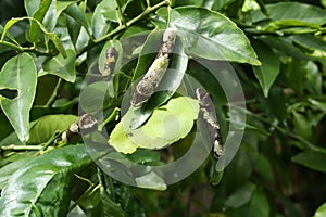 Giant Swallowtail caterpillars eating leaves photo