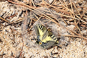 Swallowtail in the Algarve, south of Portugal