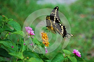 .Giant Swallowtail nectars on Lantana
