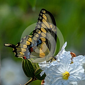Giant swallowtail, Papilio cresphontes Cramer, on white flower, Seminole, Florida photo