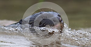 Giant swimming in the water. Giant River Otter, Pteronura brasiliensis.