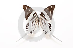 Giant Swordtail Butterfly (Graphium adrocles)