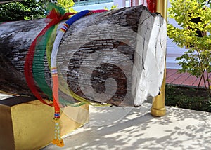 Giant Takian  Thai\'s believed spirit tree decorated by three color of fabrics and garland